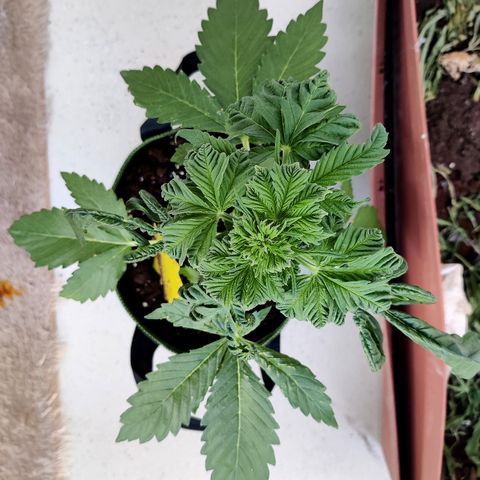 Jule growlog timeline photo