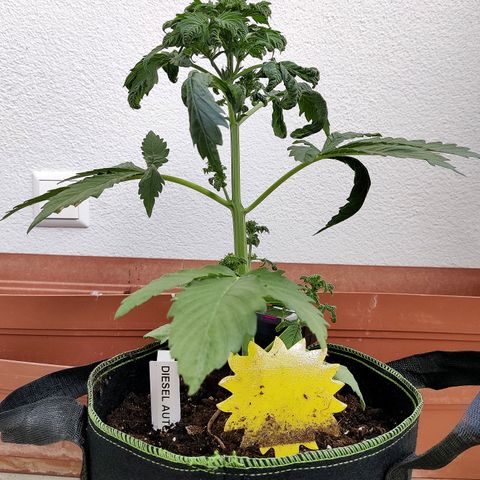 Jule growlog timeline photo