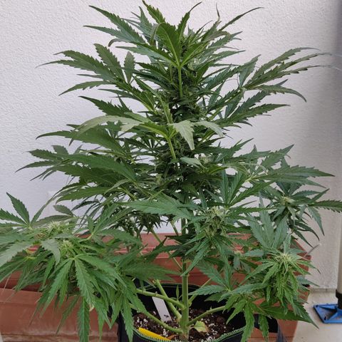 Ida growlog timeline photo