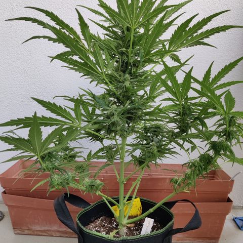 Ida growlog timeline photo