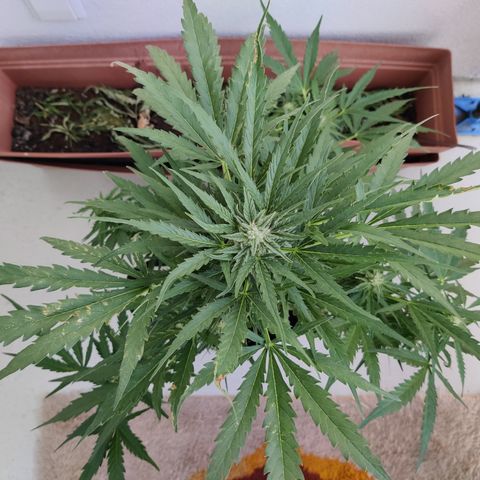 Ida growlog timeline photo