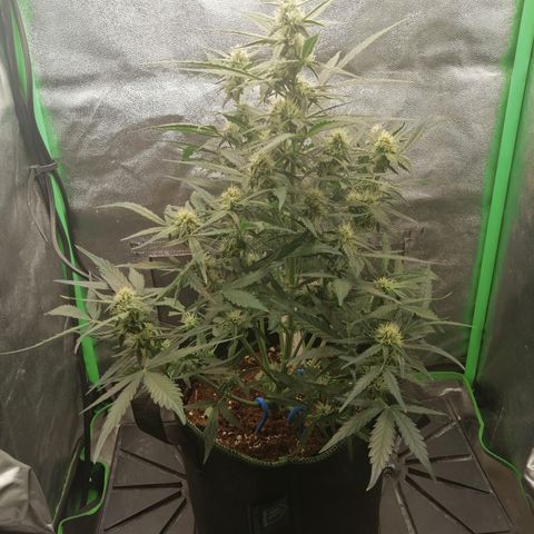 Elli growlog timeline photo