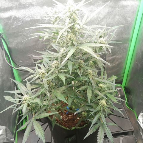 Elli growlog timeline photo