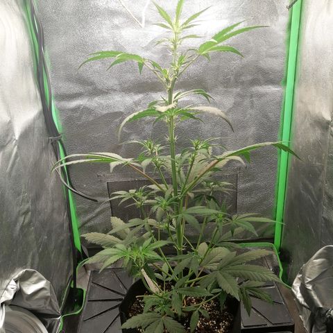 Ute growlog timeline photo