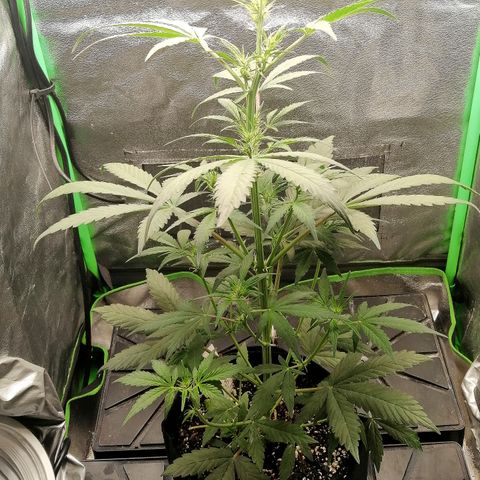 Ute growlog timeline photo
