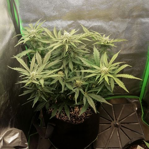 Cinderella growlog timeline photo