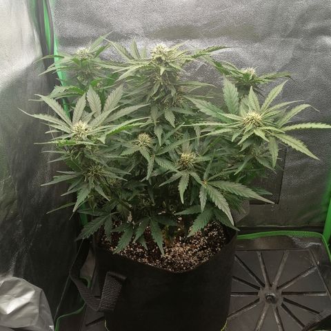 Cinderella growlog timeline photo