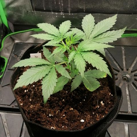 Anna growlog timeline photo