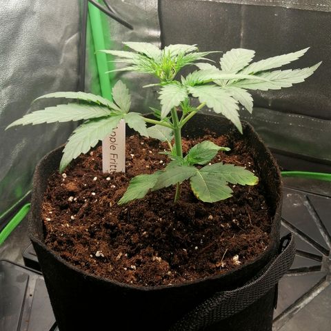Anna growlog timeline photo