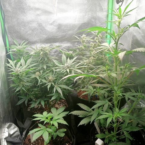 Cinderella growlog timeline photo