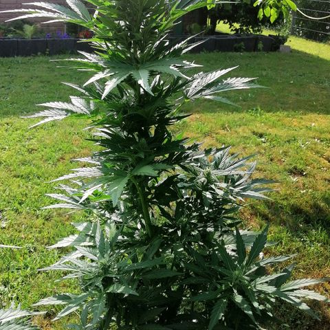 Susanne growlog timeline photo
