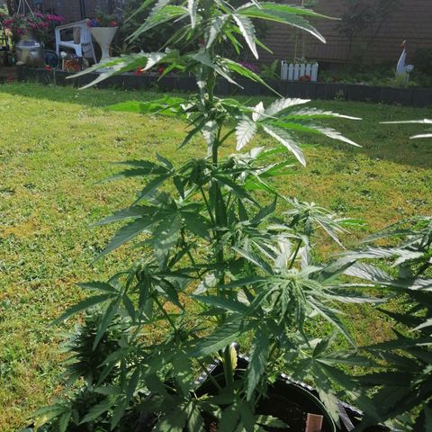 Elli growlog timeline photo