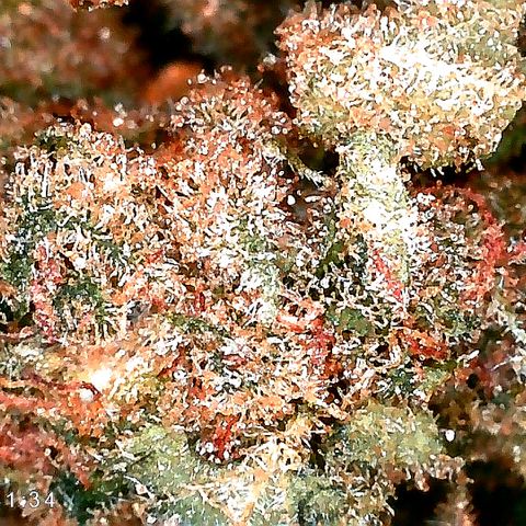 Walburga #3 growlog photo: Nach 56 Tage Curing