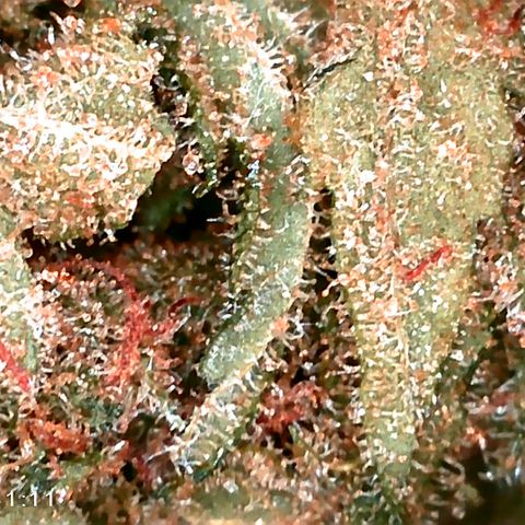 Walburga #3 growlog photo: Nach 56 Tage Curing