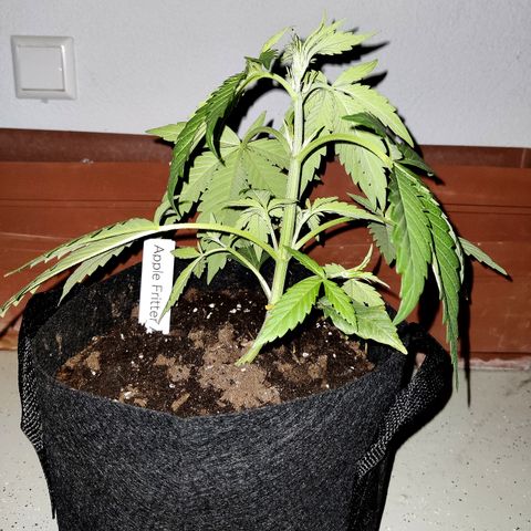 Anna growlog timeline photo