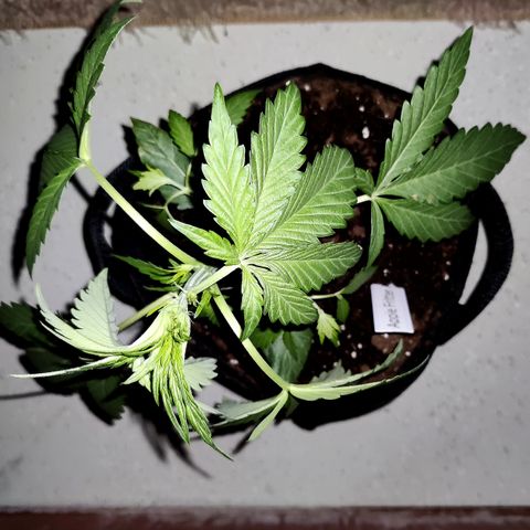 Anna growlog timeline photo