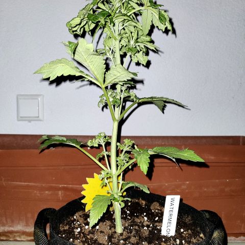 Waltraud growlog timeline photo