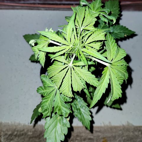 Waltraud growlog timeline photo