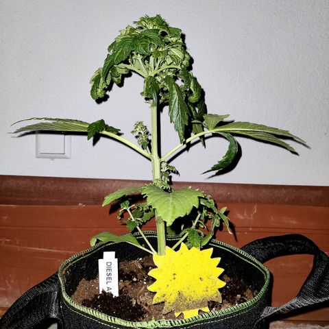 Jule growlog timeline photo