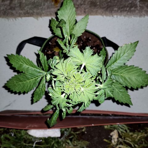 Jule growlog timeline photo