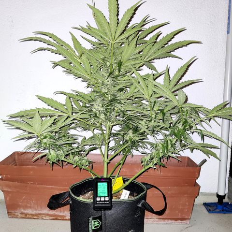 Ida growlog timeline photo