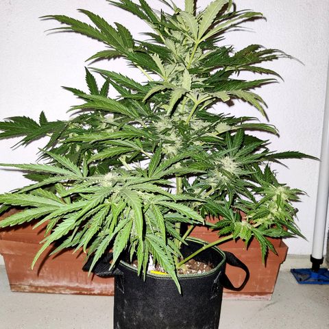 Ida growlog timeline photo