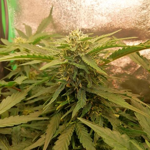 Cinderella growlog timeline photo