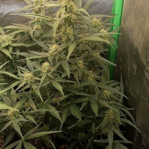 Elli growlog timeline photo