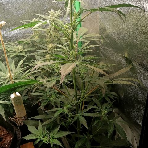 Ute growlog timeline photo