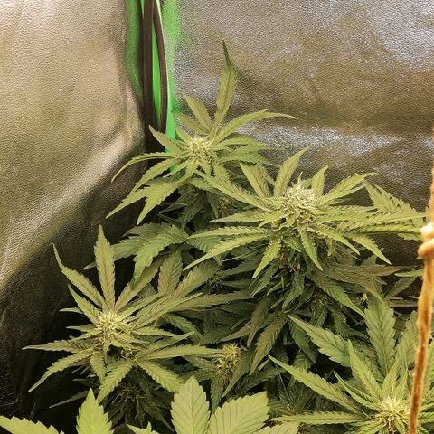 Cinderella growlog timeline photo