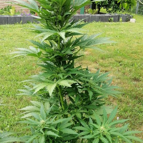 Susanne growlog timeline photo