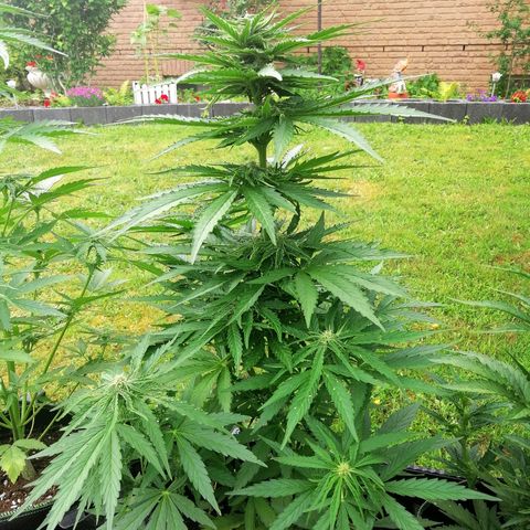 Bärbel growlog timeline photo