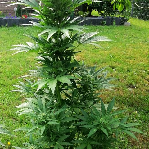 Susanne growlog timeline photo