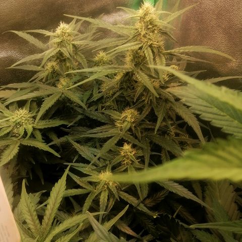 Elli growlog timeline photo