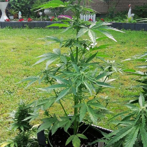 Elli growlog timeline photo