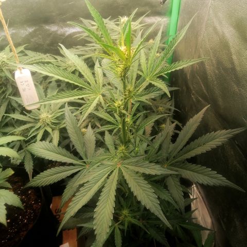 Ute growlog timeline photo