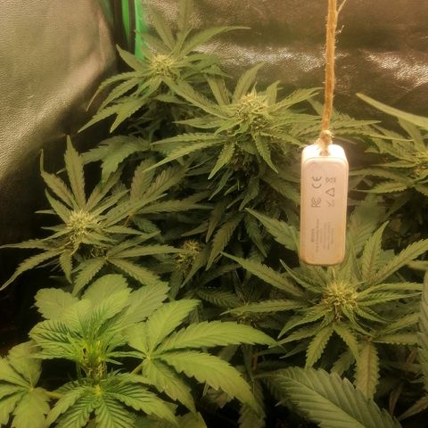Cinderella growlog timeline photo
