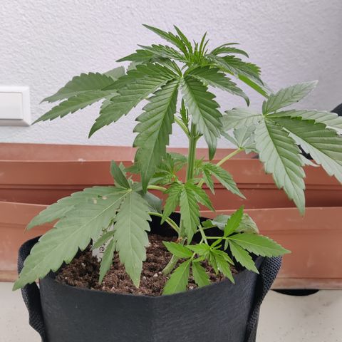 Anna growlog timeline photo