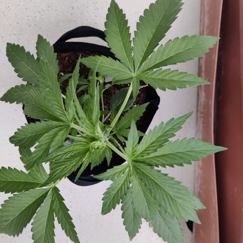Anna growlog timeline photo