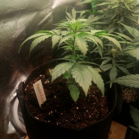 Anna growlog timeline photo
