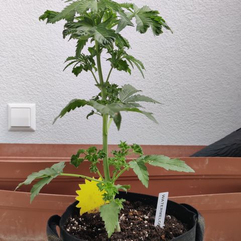 Waltraud growlog timeline photo