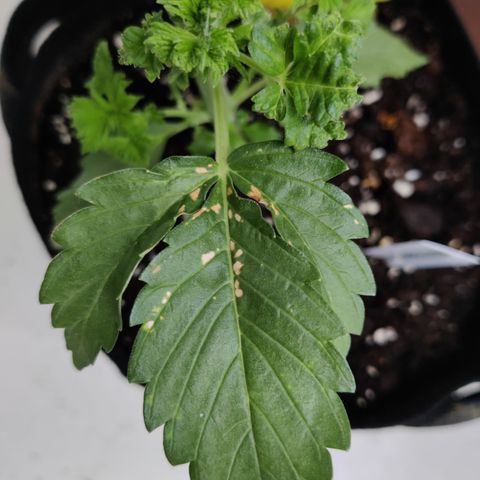 Waltraud growlog timeline photo