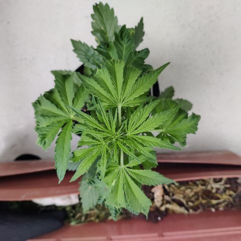 Waltraud growlog timeline photo