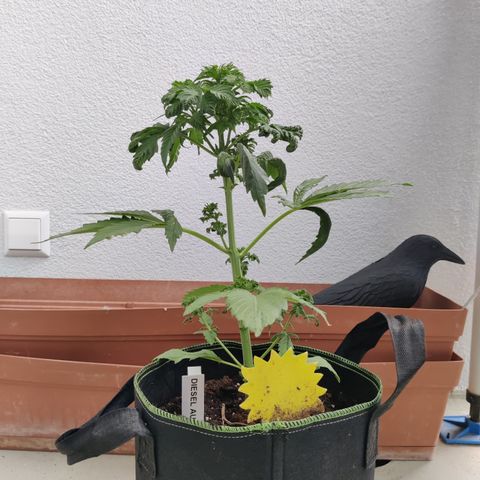 Jule growlog timeline photo
