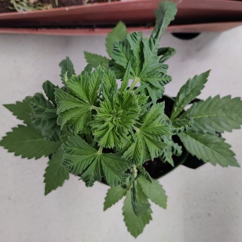 Jule growlog timeline photo