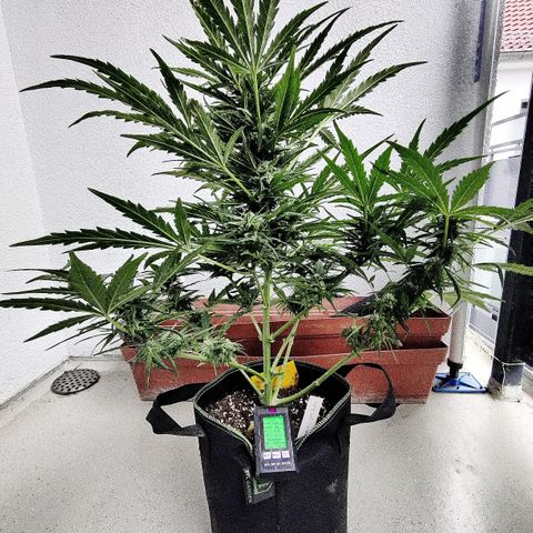 Ida growlog timeline photo