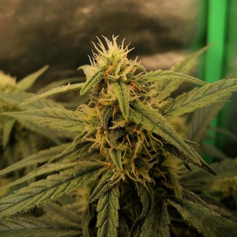 Elli growlog timeline photo