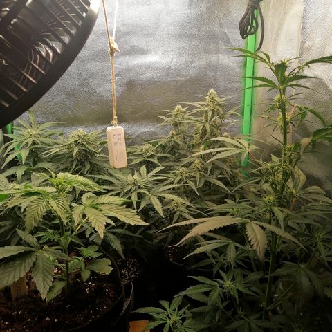 Cinderella growlog timeline photo