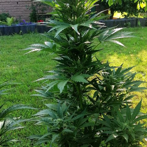 Susanne growlog timeline photo