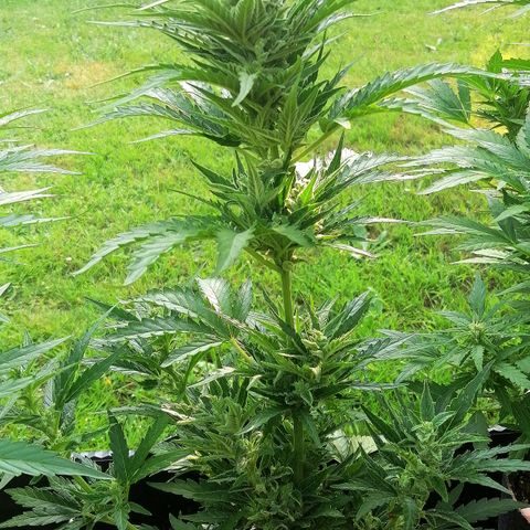 Julia growlog timeline photo